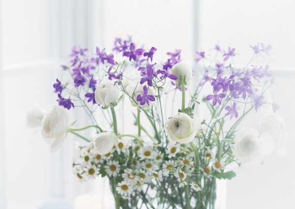 цветок полевой