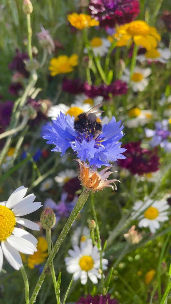 ромашко васильковое поле