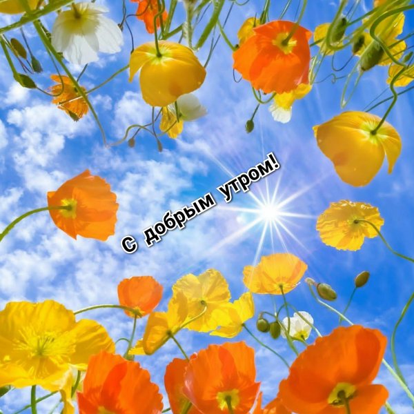 желтые маки