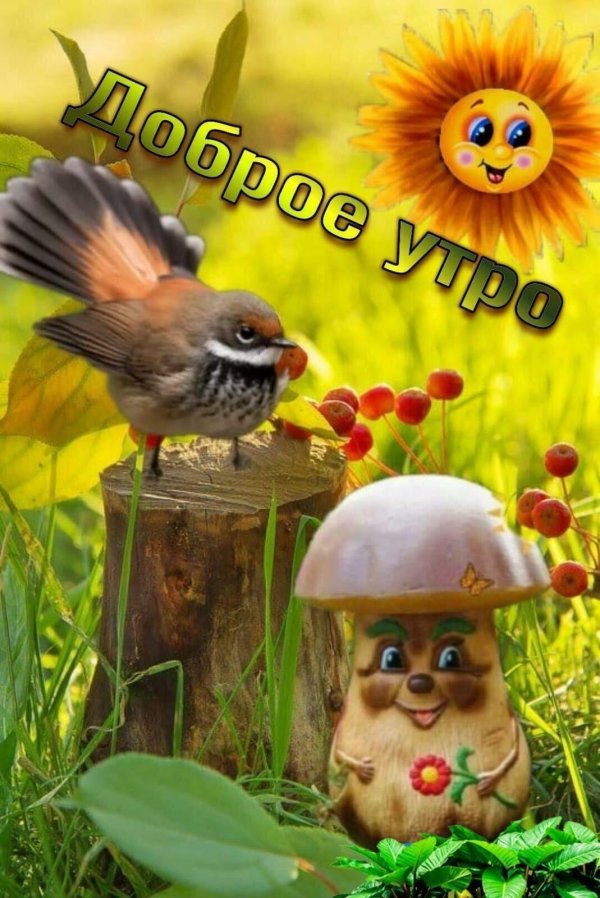 краснолобая веерохвостка