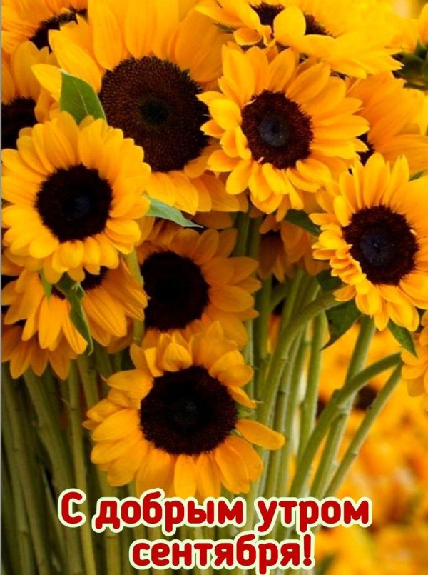 доброго утра сентябрь