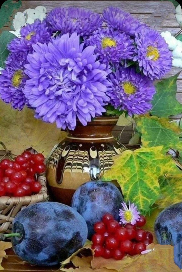 август астры цветаева