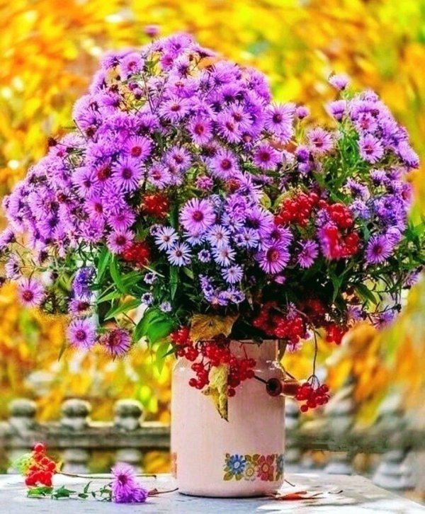 сентябринка цветок