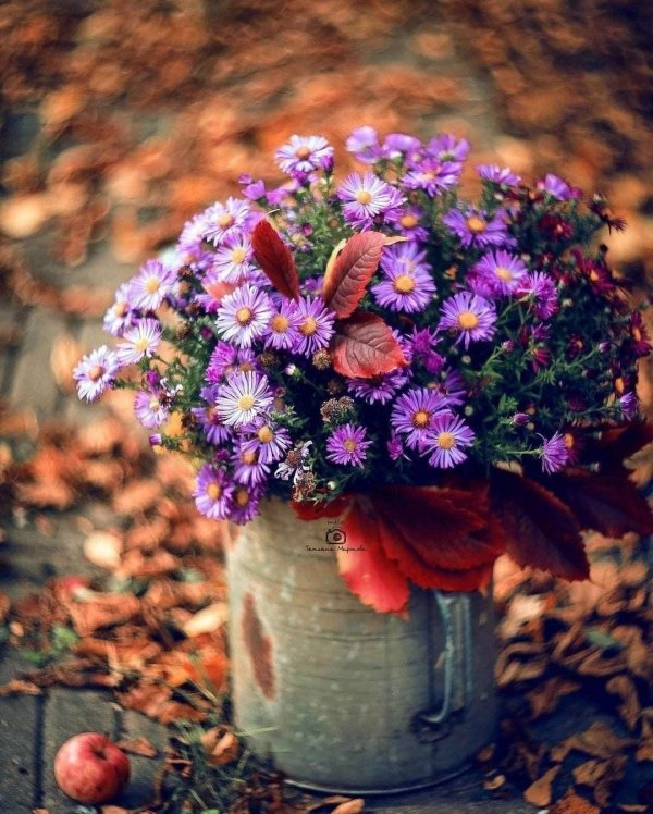 астра октябрина многолетняя