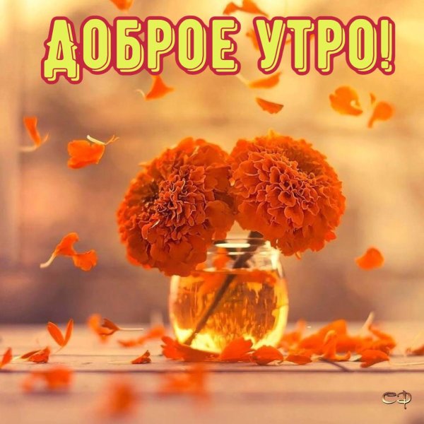 хризанта оранж бархатцы