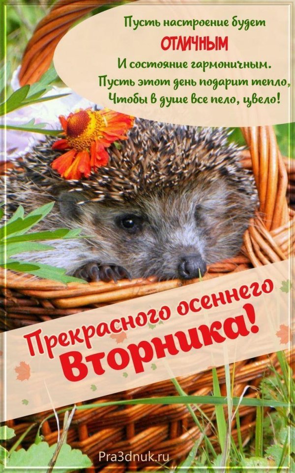 ежик осенью