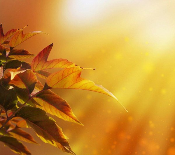 фон осенний