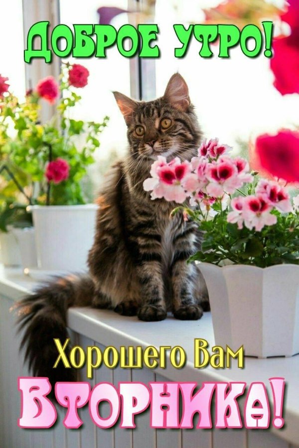 успешного вторника