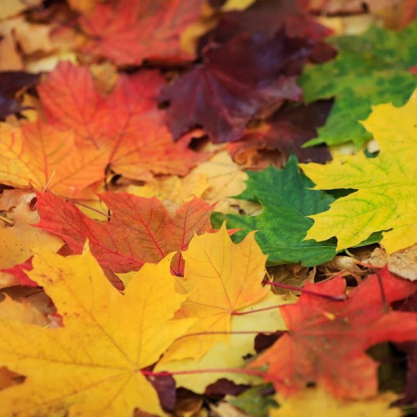 осенняя листва