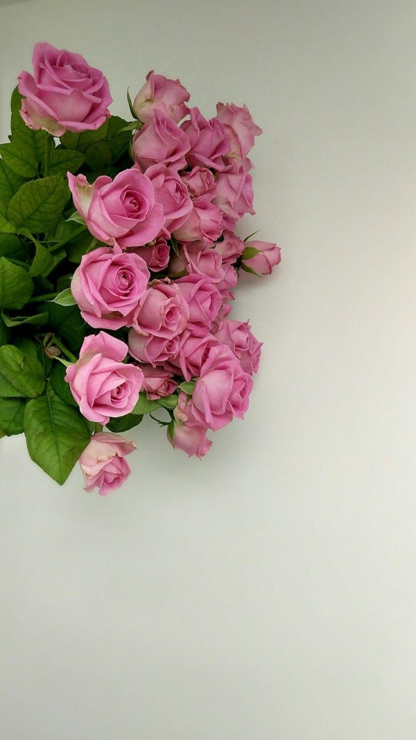 розы пинк фловерс