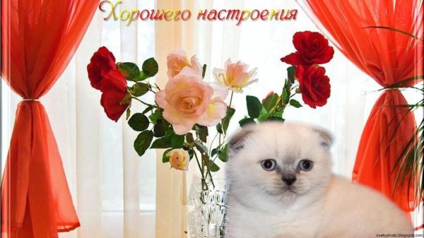 шотландская вислоухая блю поинт