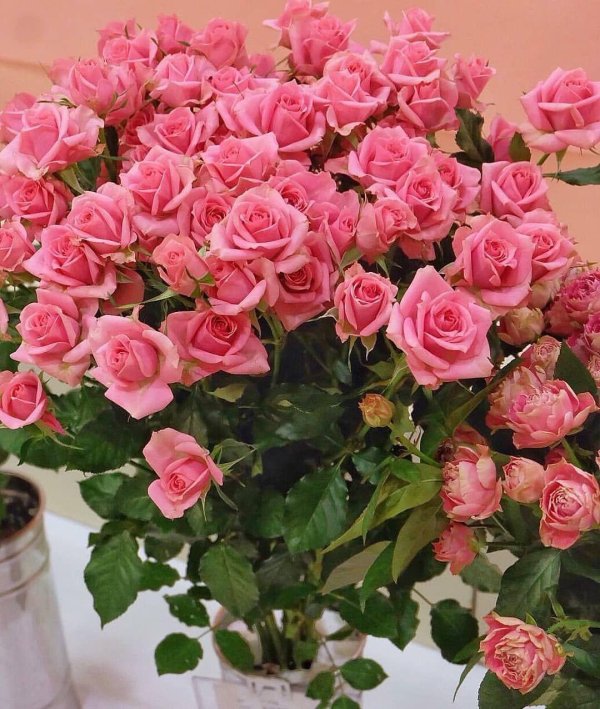 роза спрей одилия