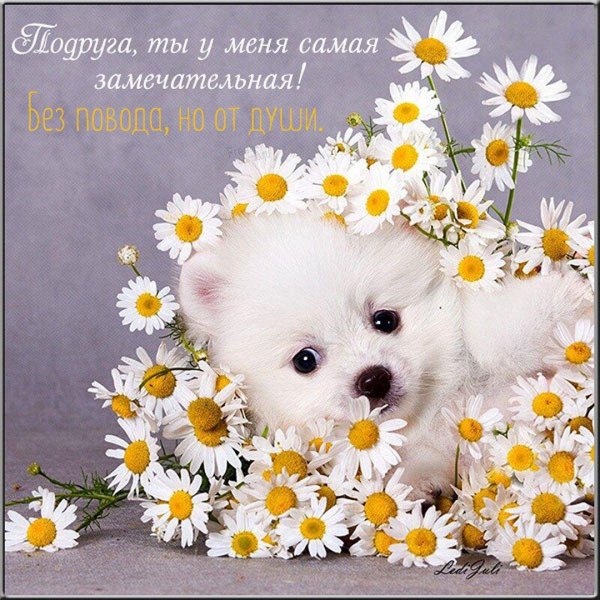 ромашки для милашки