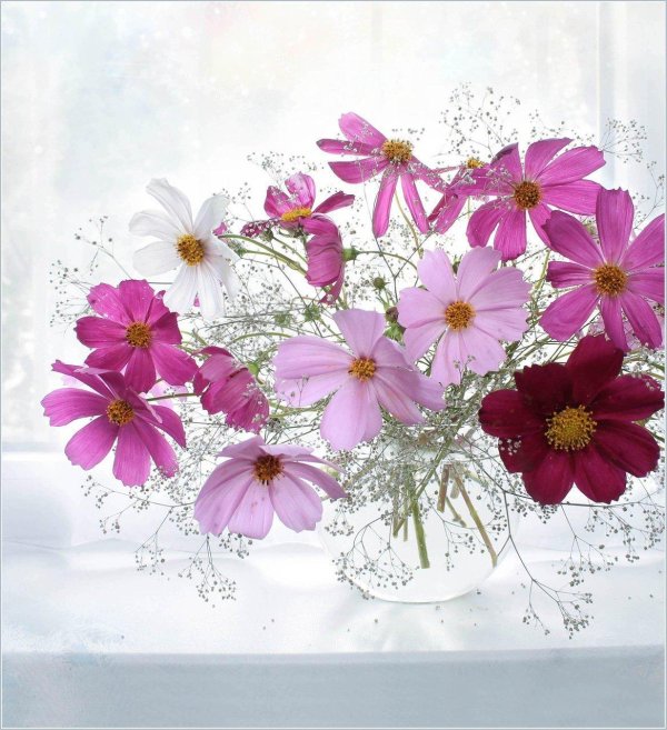 цветок космеи