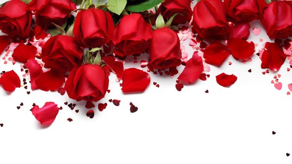 лепестки роз