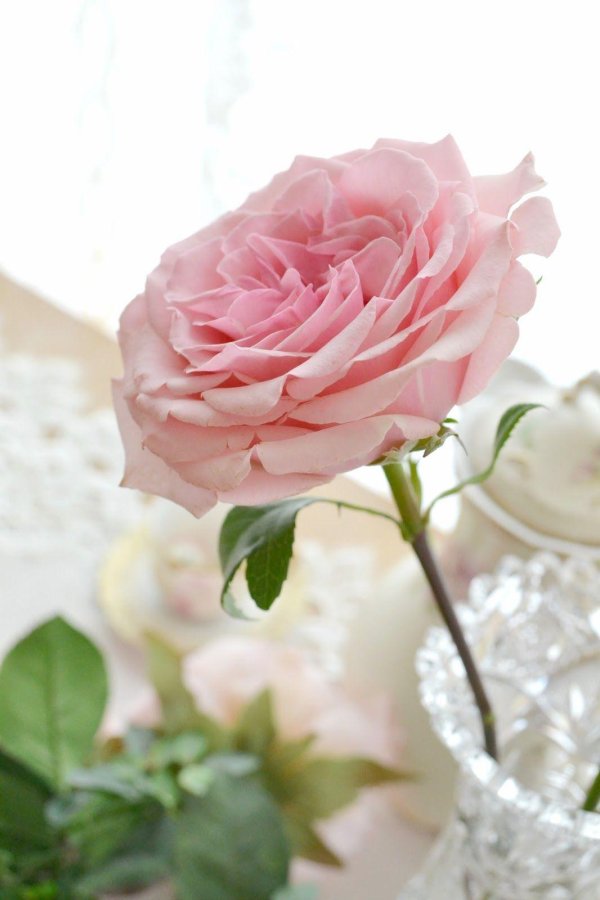 роза нежная