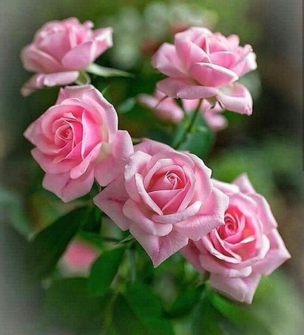 роза диадем флорибунда