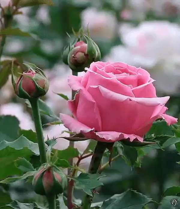 роза эминенс