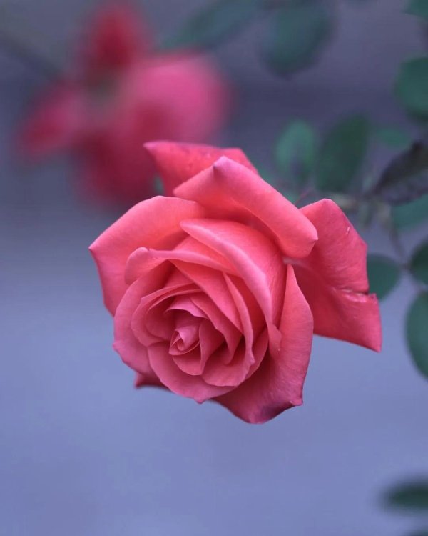 роза милроза