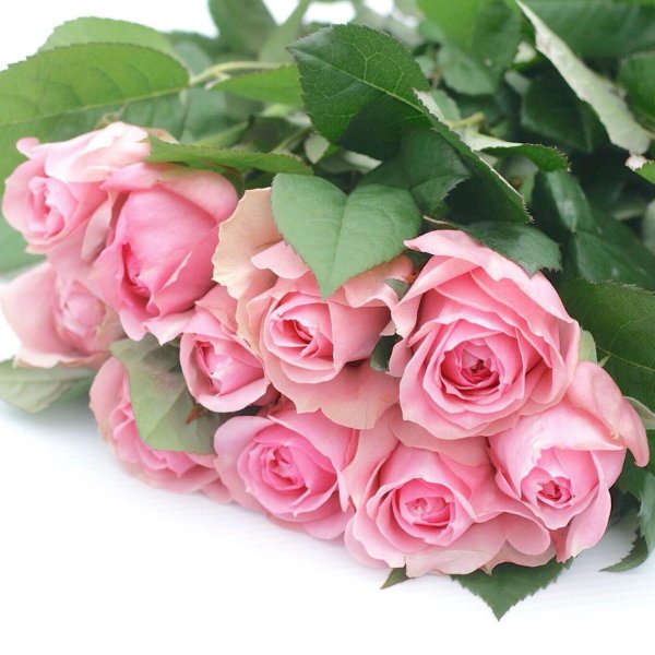 розовая роза