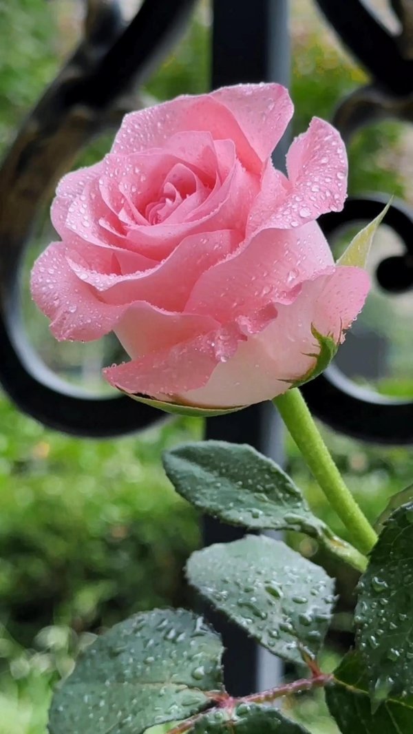 розы пастельных