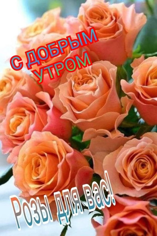 оранжевая роза