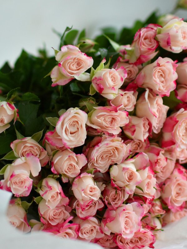 роза муссет