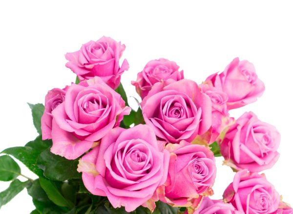 розы пинк фловерс