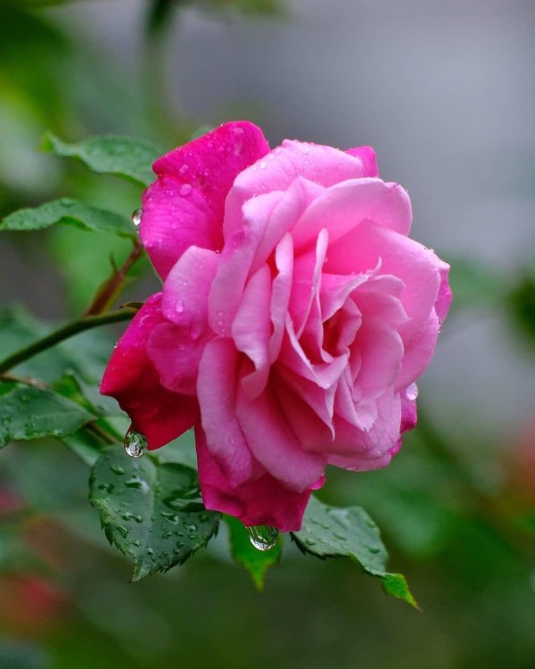 цветок роза