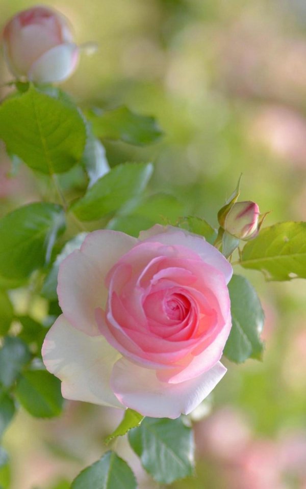 нежная роза