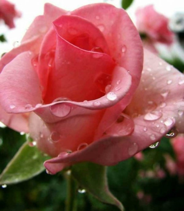 утренняя роза