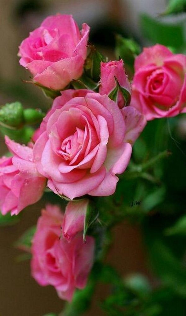 роза спрей натали