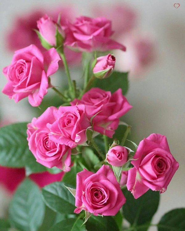 розовые цветы