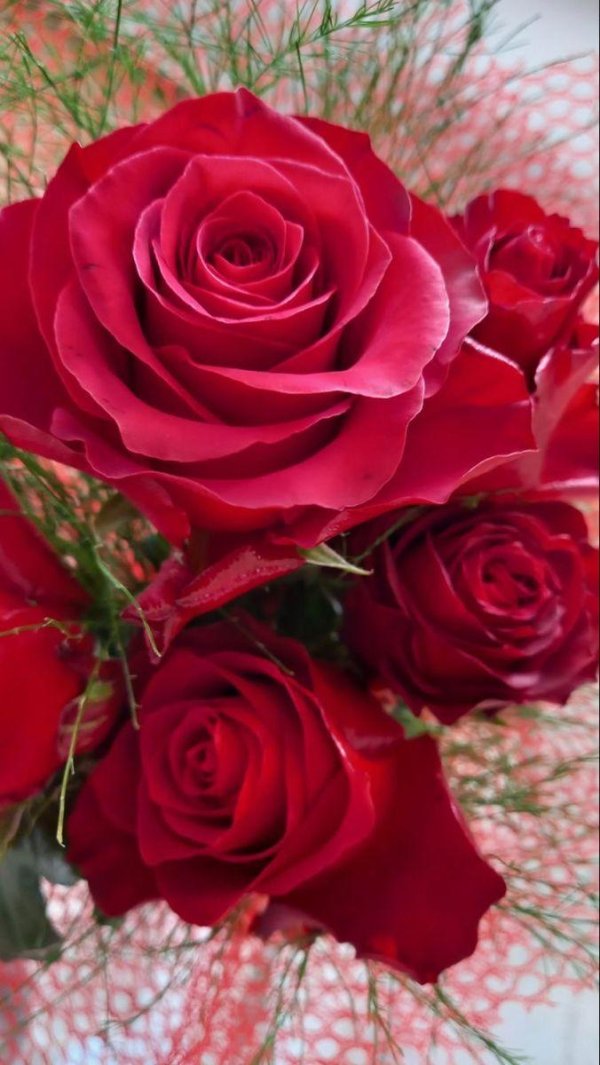 любимые розы