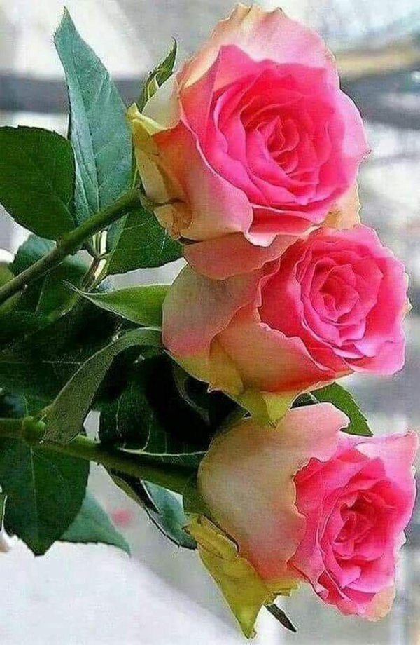 Доброе утро розовые розы
