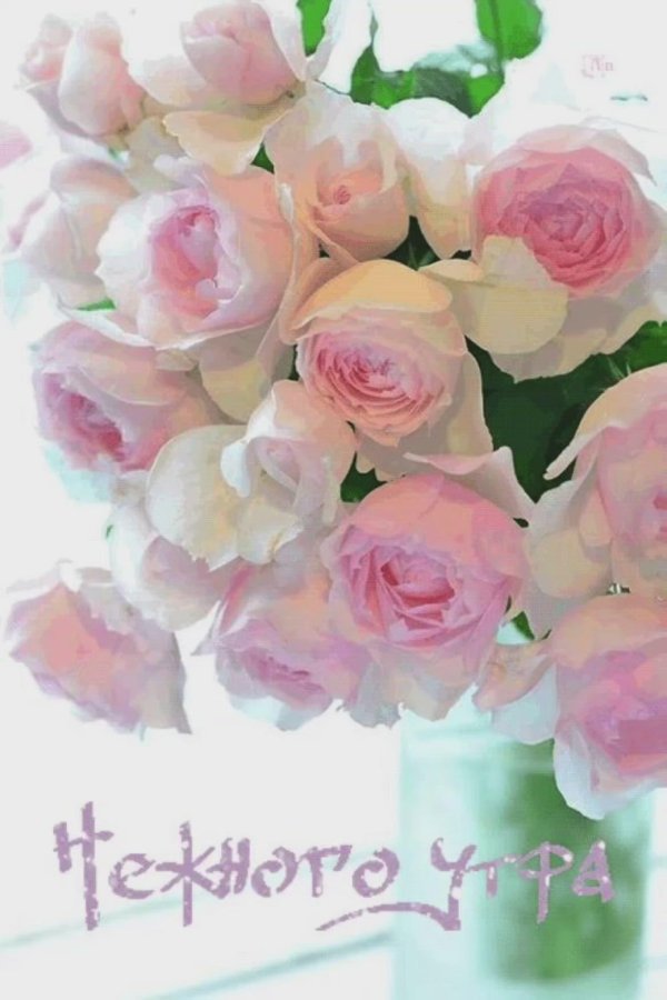 нежного дня