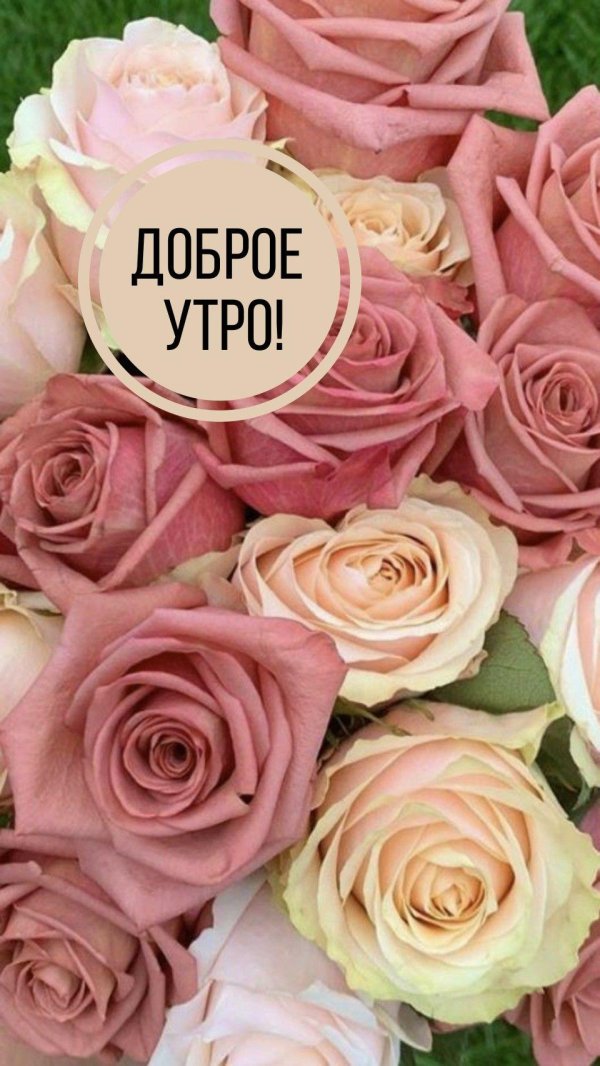 роза капучино