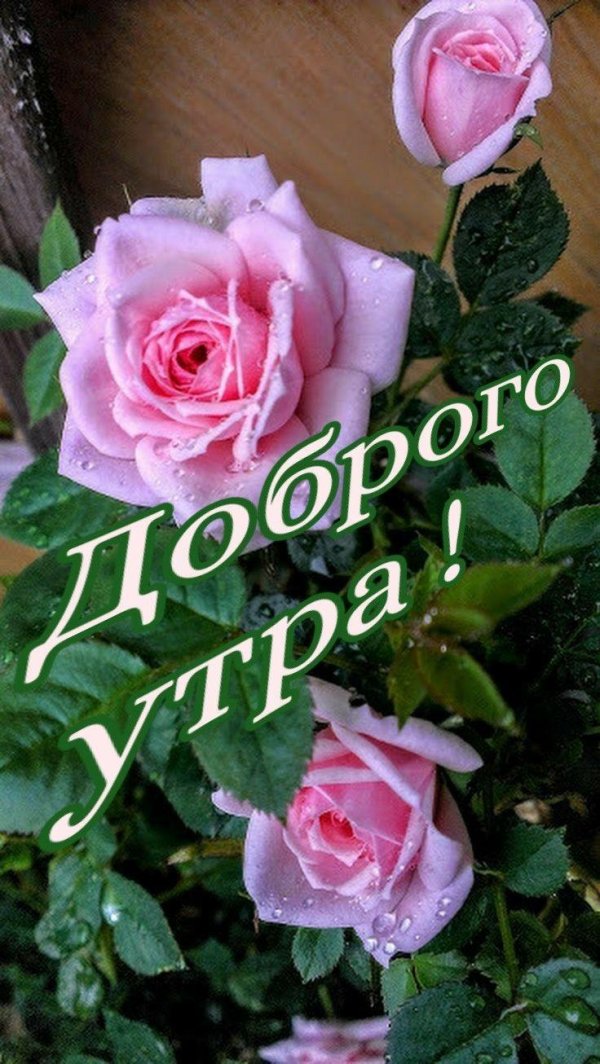 необычные розы