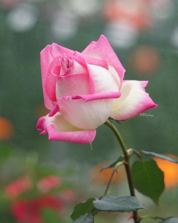 роза джумилия