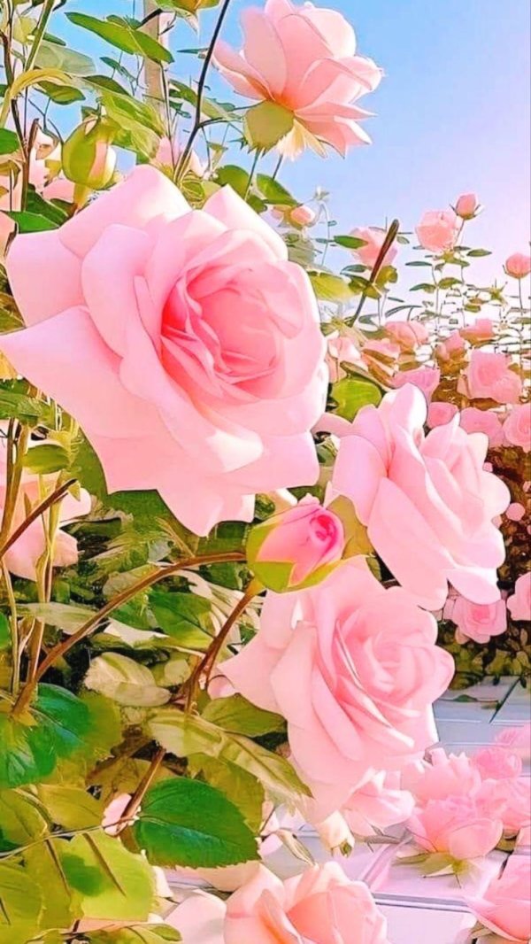 розовые цветы