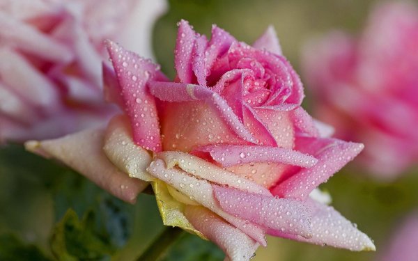 цветок в росе