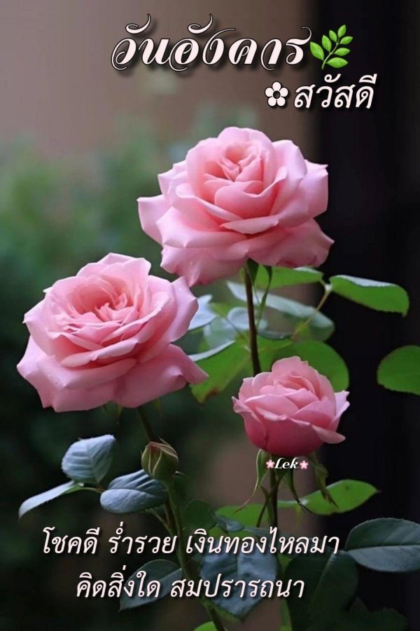 розовые цветы