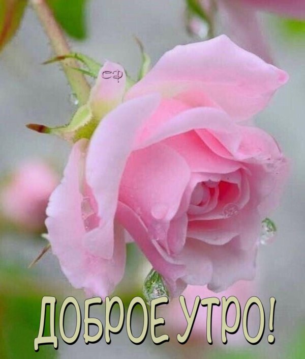 нежная роза