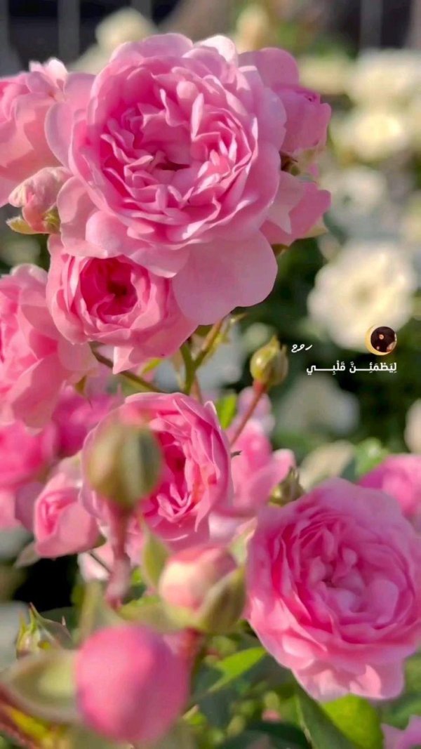 роза почвопокровная зе фейри