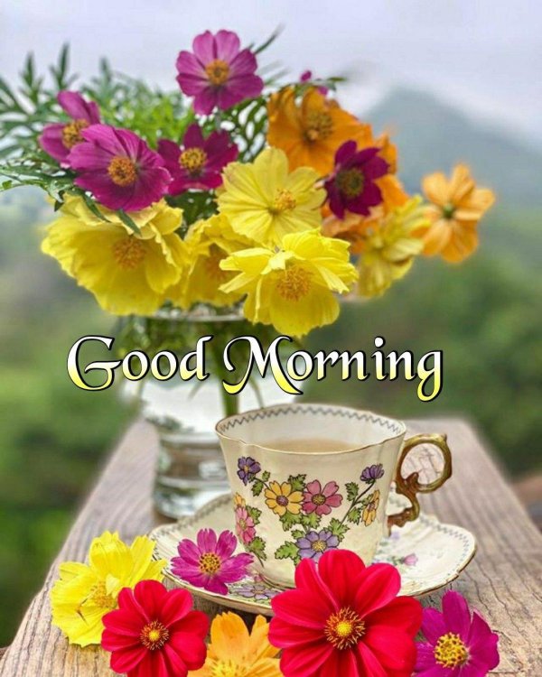 good morning good morning