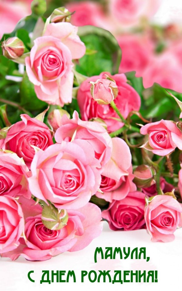 роза розовая