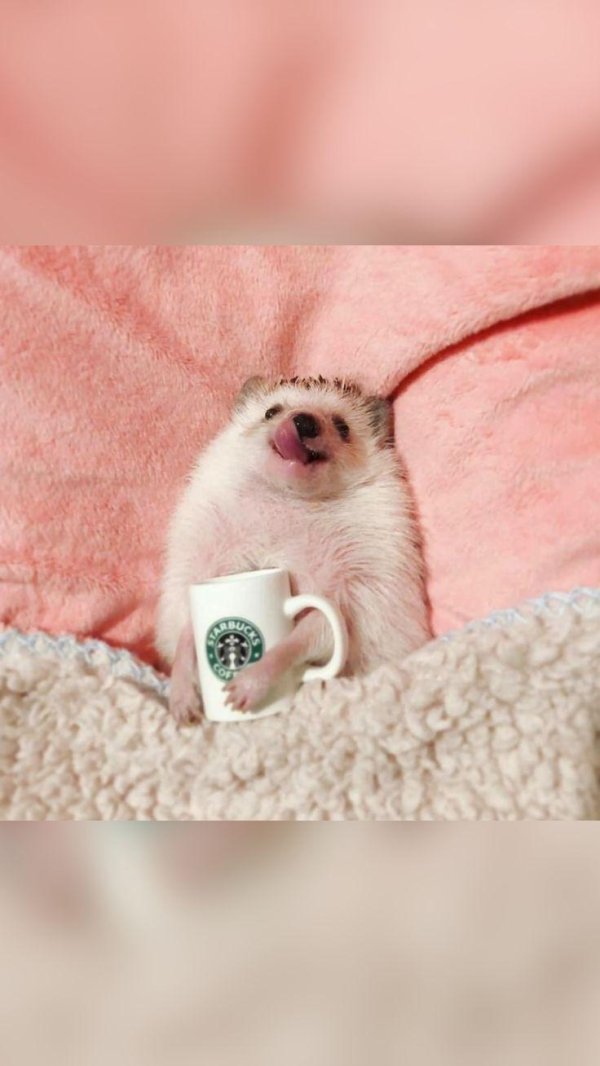 ежики милые