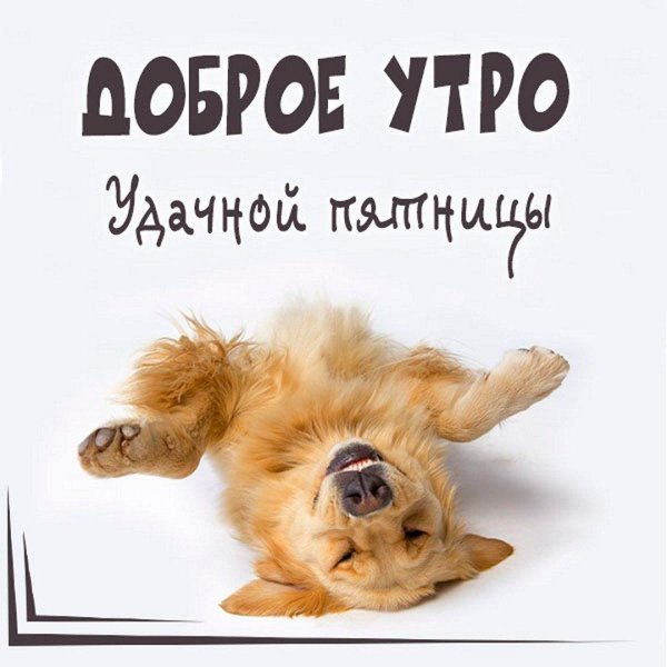 собачка проснулась