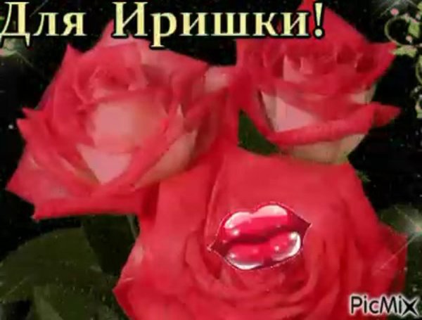 красивая роза