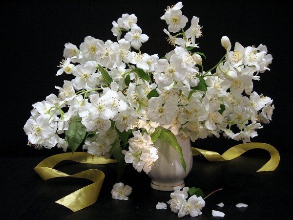 букет жасмина